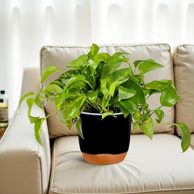 QCQHDU 2 Pack 7.2 Inch Orchid Pots with Holes for Repotting, Double-Layer and Self Watering Orchid Pot with Good Air Circulation