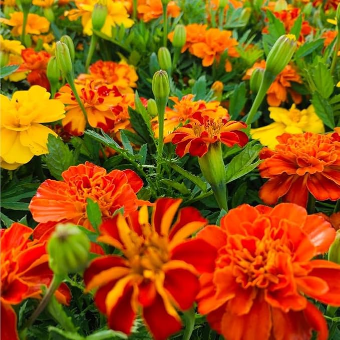 1000+ Marigold Seeds for Planting Seed Outdoors-Marigolds Seeds -Perennial Flower Seed Attracts Bees&Butterflies Fragrant Butterfly Outdoor Garden