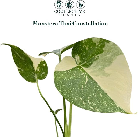 CoollectivePlants Monstera Thai Constellation – Rare Thai Constellation Monstera Live Plant in 4″ Grower’s Pot, Live Indoor House Plants, Low Maintenance Houseplant