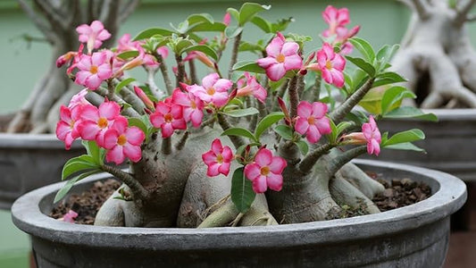 GARDENERA Desert Rose Potting Soil - Perfect Formula for Healthy and Vibrant Adenium Growth - 3 QUARTS