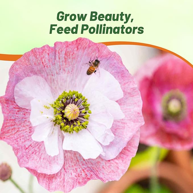 Outsidepride Mother of Pearl Poppy Seeds for Planting - 500 Pcs Annual, Drought-Tolerant & Easy to Grow Wildflower Seeds with Vibrant Mix Blooms for Landscaping, & Pollinator Garden