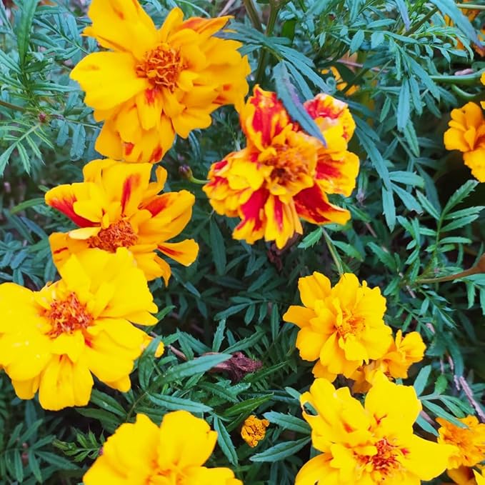 2 Mix Marigold Plants Live, Starter Plants, Marigold Flowers Live Plants, No Potted