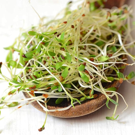 Certified Organic Alfalfa Sprouting Seed- 2.5 Lbs - Handy Pantry Brand - High Sprout Germination- Gardening, Growing Salad Sprouts, Planting, Food Storage & More
