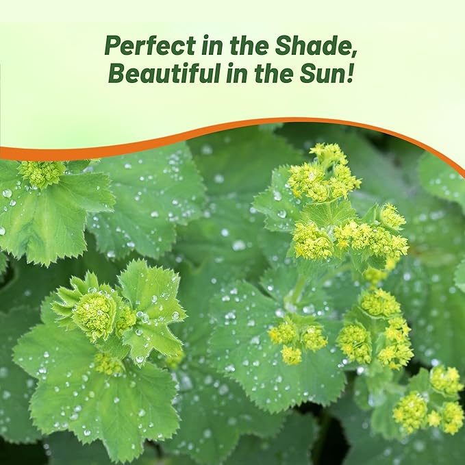 Outsidepride Lady's Mantle Seeds - 2000 Pcs. Perennial, Versatile & Low Maintenance, Flower Seeds for Planting Clustered Yellow Blooms with Velvety Foliage for Cut Flower Bouquets & Pollinator Gardens