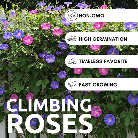 Morning Glory (Kikyo-Zaki Mix) Climbing Vine Seeds – 100 Premium Seeds for Planting – Fast-Growing, Colorful Mix of Purple, Blue, and Pink Blooms – Ideal for Fences, Trellises, and Garden Décor