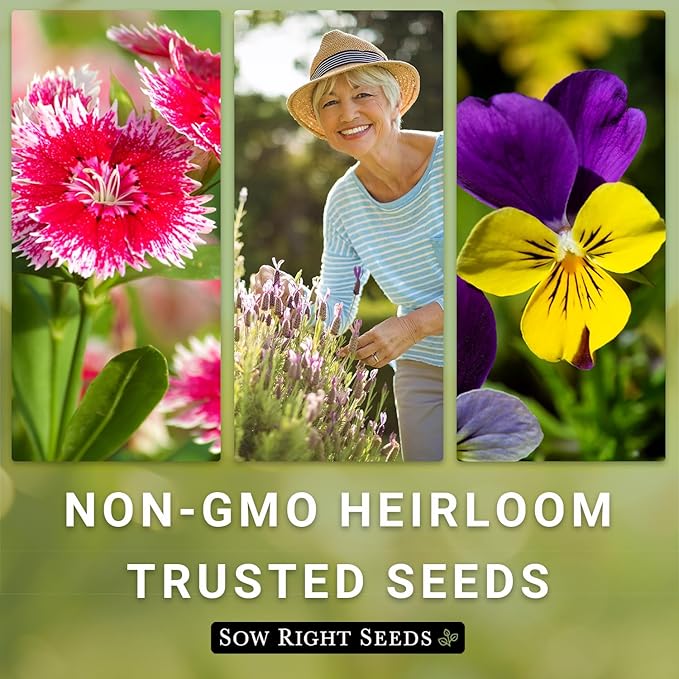 Sow Right Seeds - Mexican Sunflower Seeds for Planting - Non-GMO Heirloom Packet with Instructions for Growing - Bright Orange Blooms, Super Tall Stalks - Enjoys Outdoors or Indoors as Cut Flower (1)