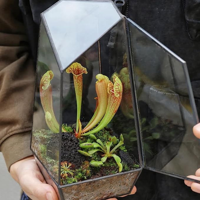 Carnivorous Plant Soil Mix 1qt, Pure Peat Moss and Perlite Mixture for Venus, Pitcher, Butterwort, Nepenthes, Sundew