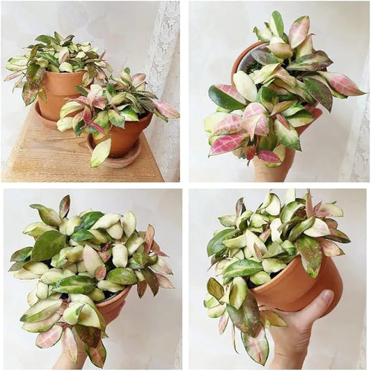 Terracotta Pots - 4 inch, Pack of 12 Small Clay Pots with Drainage Holes and Saucers for Succulents, Cactus, Indoor, Outdoor