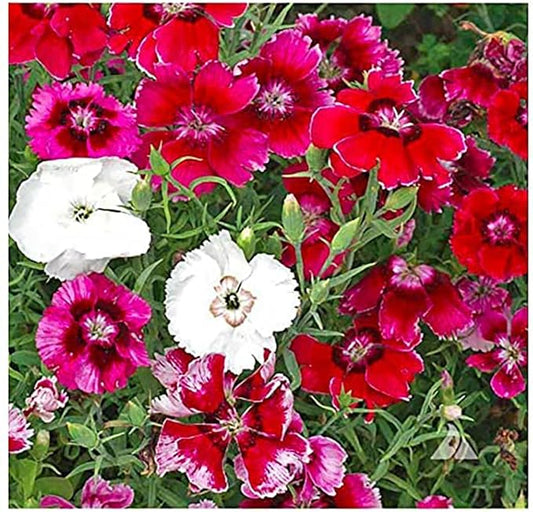 Baby Doll Dianthus Seeds - 2000 Seeds - Sun or Partial Shade - 16" Tall