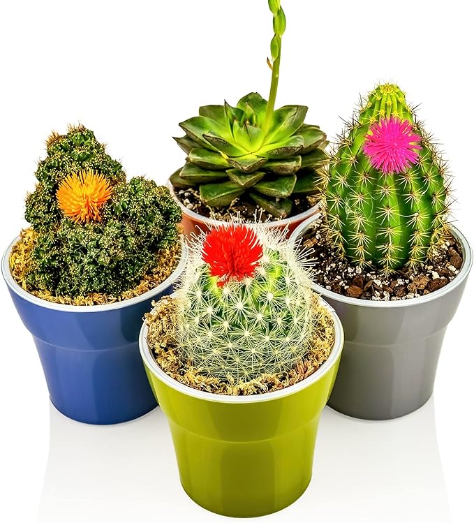 Gardenera Premium Albuca Spiralis Potting Soil Mix - Perfect Balance of Nutrients, Drainage, and Aeration for Thriving Blooms - 10 Quart