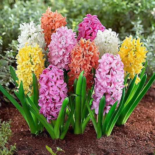 Hyacinth Mixed Bulbs - Perennial and Fragrant, Mix Hyacinths Bulbs for Planting | Long Lasting Beauty - Stunning Garden Display (10 Pack)