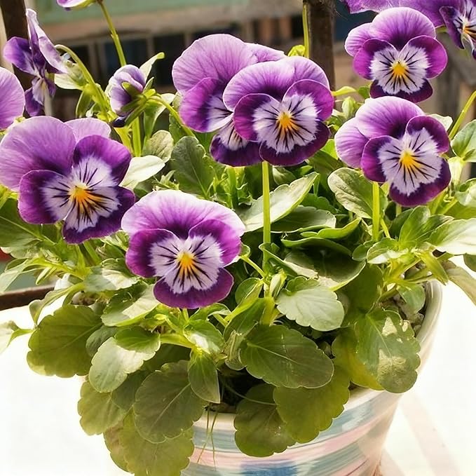 300+ Violet Flower Seeds for Planting, Mixed Color Matthiola Seed, Perennial Flower Plants, Non-GMO Violet Seeds for Garden Home Heirloom Plant