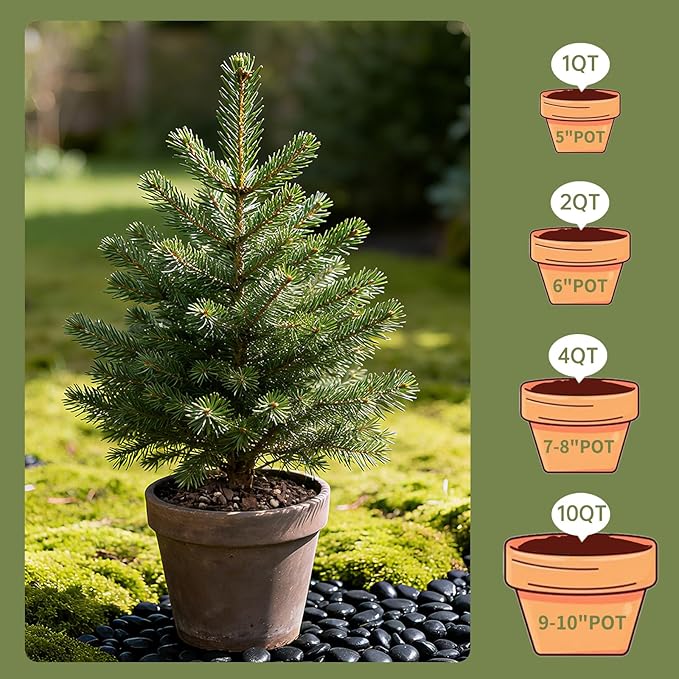 Premium Bonsai Soil 4qt- Aerated & Fast-Draining for Bonsai Pots, Promotes Healthy Growth