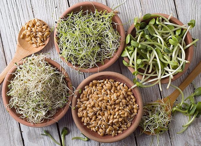 Organic Sprouting Seed Mix β 2.5 lb β 10 Varieties: Alfalfa, Mung Bean, Broccoli, Lentil, Clover, Buckwheat, Radish, Bean Salad, More