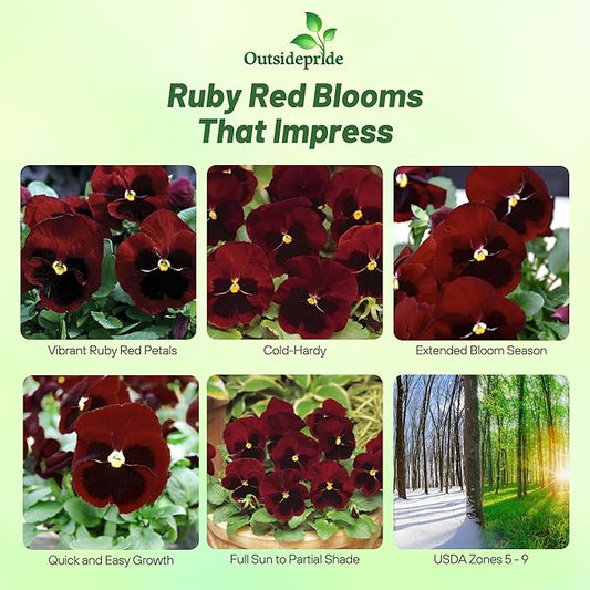 Outsidepride Big Red Viola Pansy Seeds for Planting - 100 Pcs. Biennial, Cold-Hardy & Pollinator Friendly Flowers with Fragrant Blooms for Garden Beds, Borders & Container Displays