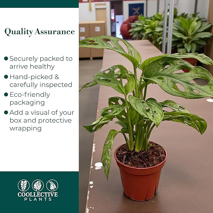 CoollectivePlants Monstera Swiss Cheese – Live Monstera Plant in 6″ Grower’s Pot, Monstera Adansonii Live Plant, Swiss Cheese Plant Indoor House Plants