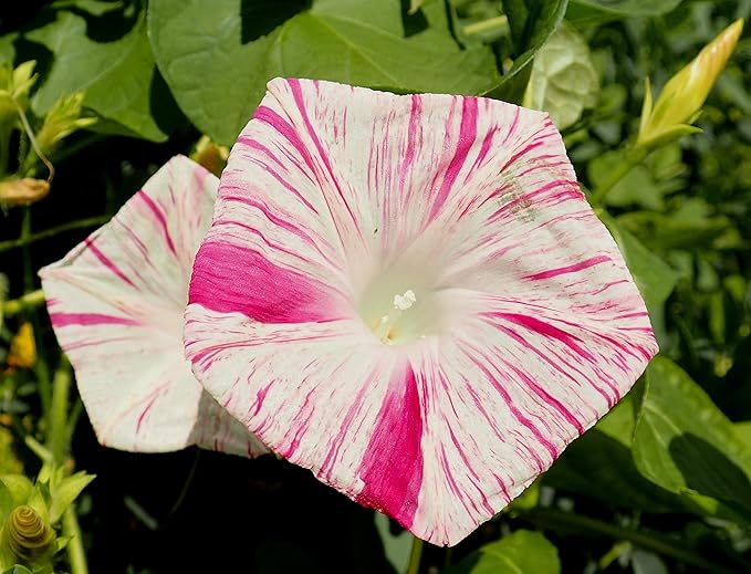 Seeds Flowers Morning Glory Carnival Mix - 25 Seeds