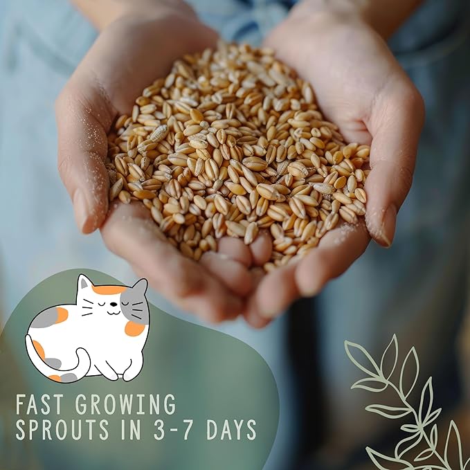 Organic Wheatgrass Cat Grass Premium Grow Kit 4 Pack | 100 % Wheatgrass Seeds Non‑GMO Seeds for Cats & Humans