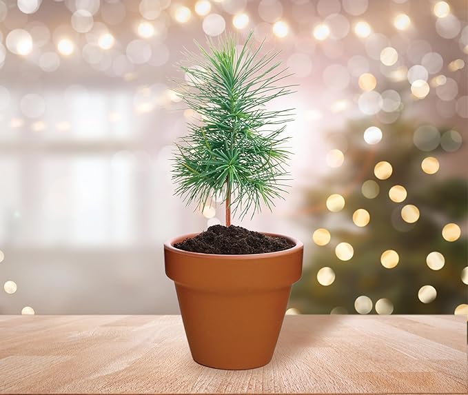 BUZZY Seeds Spruce Terracotta Mini Grow Pots – Indoor Tree Starter Kit Bulk 20-Pack – DIY Planting Kit – Grow Mini Spruce Trees for Gardening, Classroom Projects, Crafts, Gifts & Earth Day