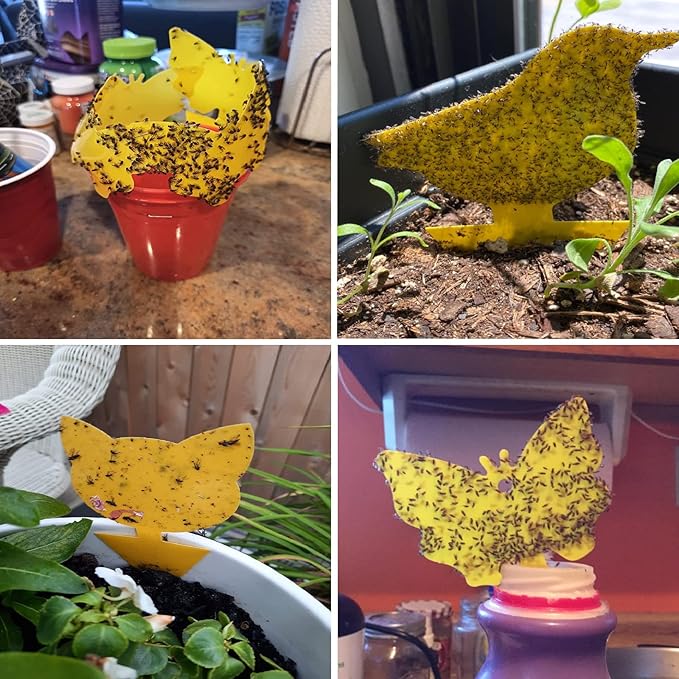 60 Pack Fruit Fly Trap for Indoors, Gnat Traps for House Indoor, Fungus Gnat Killer Sticky Traps for Plants, Bug Pest Insect Catcher Killer