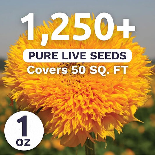 Dwarf Teddy Bear (Sungold) Sunflower - Large 1 Ounce Packet - 1,250 Flower Seeds for Planting - Helianthus annuus