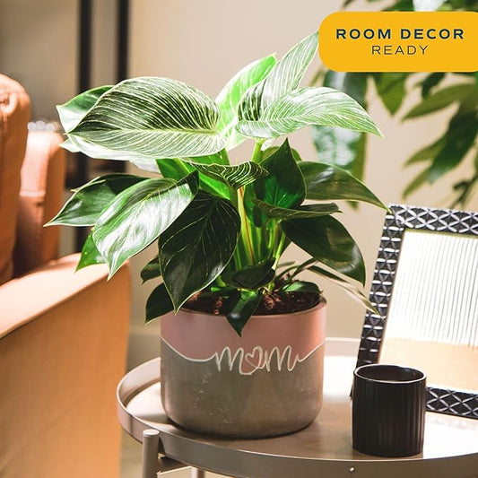 Costa Farms Live Indoor Philodendron Birkin Plant, Live Houseplant in Decor Planter, Trending Tropicals Collection, Great Mother's Day Gift, Tropical Décor, 12-Inches Tall