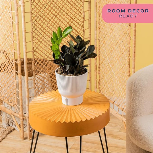 Costa Farms Raven ZZ Plant, Easy Care Indoor Houseplant, Ships in Modern White Decor Planter with Soil, Perfect Room Decor for Tabletop, Shelf, or Desk, Trending Tropicals Collection, 10-Inches Tall