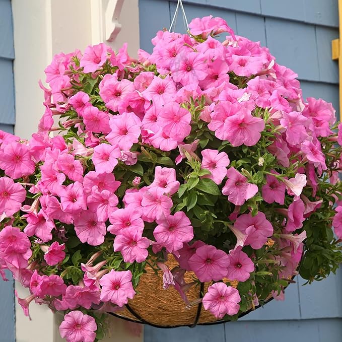 Halatool 2 PCS 14 Inch Round Coco Liners Hanging Basket 100% Natural Replacement Coconut Liners for Planters Garden Flower Pot Vegetables Herbs