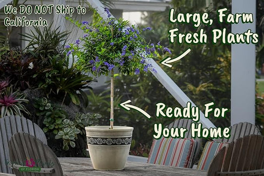 Duranta Tree Live Plant - Purple Showers - Overall Height 36" to 42" - Tropical Plants of Florida (Plant in Growers Pot)