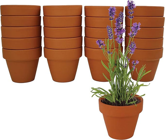 BUZZY Seeds Terracotta Mini Grow Pots | Herb, Plant, Flower Starter Kit for Kids & Adults | Assorted 20-Pack, | Lavender Seeds Guaranteed to Grow | Indoor Grow Your Own Plant Gardening Gift
