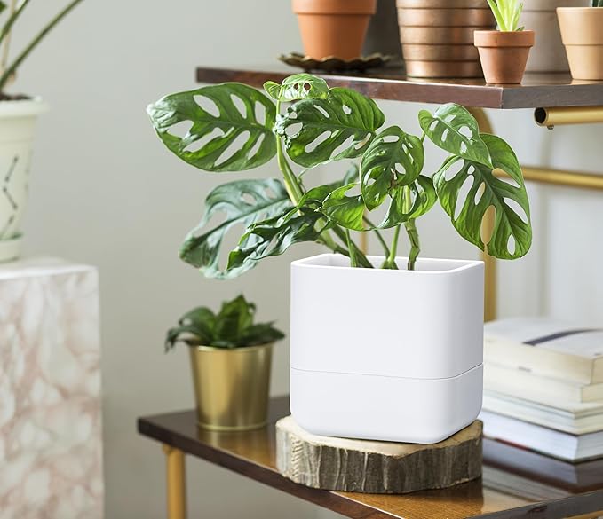 Phoenix Vine 6.5-Inch Wall Mounted Self-Watering Planter Pot for Indoor Houseplants and Herbs | Modern Hanging Planter for Window Sills, Bathroom Walls, Home & Office Décor, White, Set of 1, 01-WP-W-1