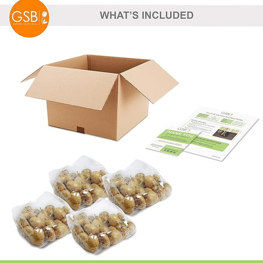 Garden State Bulb Darwin Hybrid Pink Impression Tulip Flower Bulbs, 12/+ cm, Fall Planting (Bag of 100)