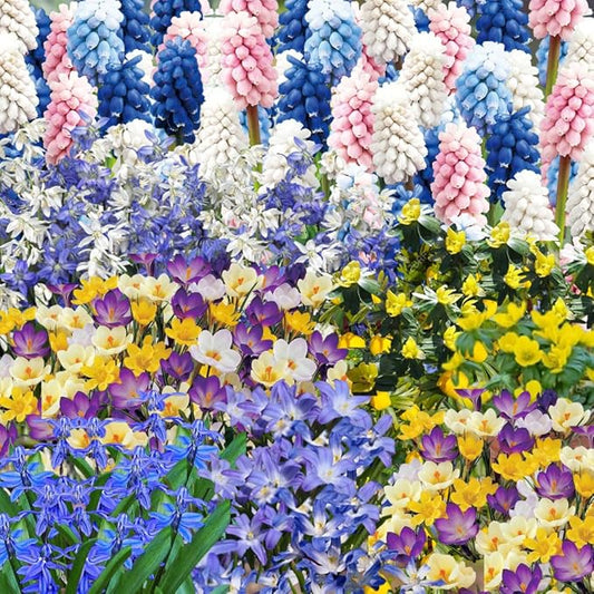 50 Top Size Mix Flower Bulbs for Spring Blooms, Big Bulk Bulbs for Fall Planting, Vibrant Colorful Easy Care, Planting in Borders Flowerbeds Gardens Earliest Blooming