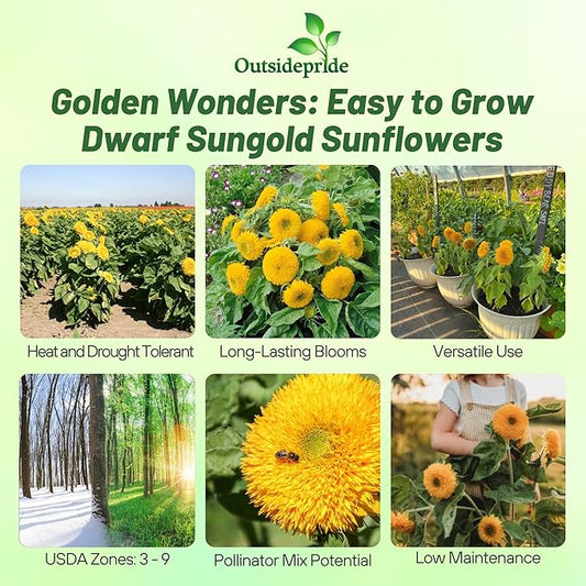 Outsidepride Dwarf Sungold Sunflower Seeds for Planting - 1 Lb. Annual, Easy to Grow Flower Seeds w/Vibrant, Abundant Blooms for Cut Flower Arrangements & Pollinator & Vegetable Gardens