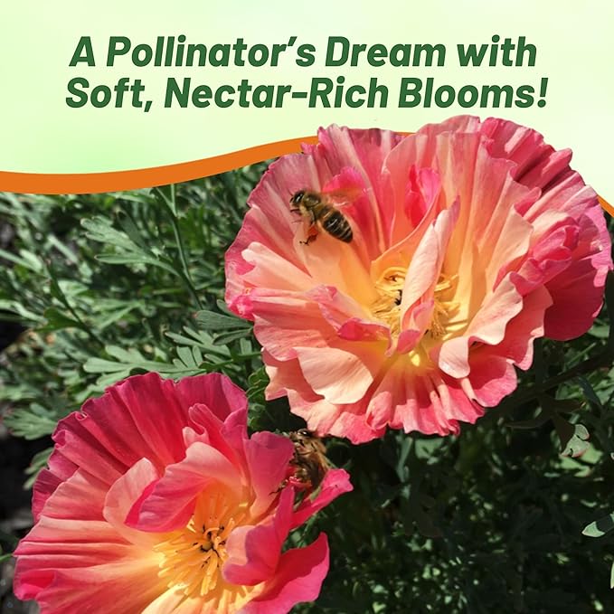 Outsidepride California Rose Chiffon Poppy Seeds for Planting - 100 Pcs Annual, Drought-Tolerant & Easy to Grow Wildflower Seeds with Vibrant Pink Blooms for Landscaping, & Pollinator Garden