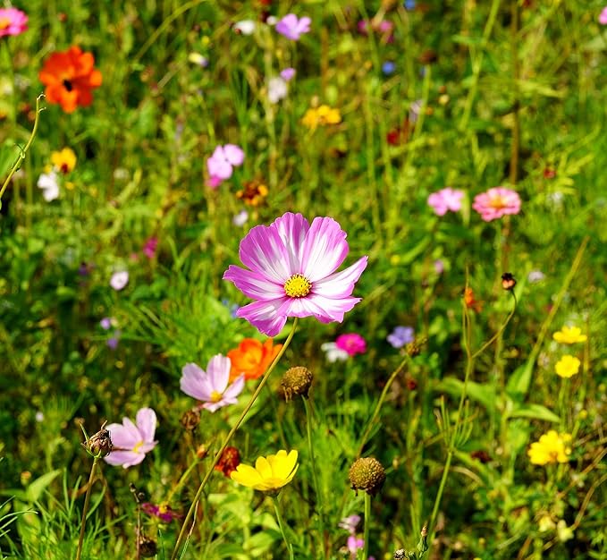200Pcs Cosmos Bipinnatus Seeds Pink Flowers for Planting Easy to Grow Outdoor Home Garden Flower Seeds Gardening Supplies