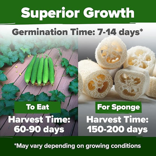 HOME GROWN Non GMO Luffa Seeds (Luffa aegyptiaca) 40 Heirloom Loofah Gourd Seeds for Planting High Germination Rate - Make Sponges or Harvest Young Loofahs for Eating