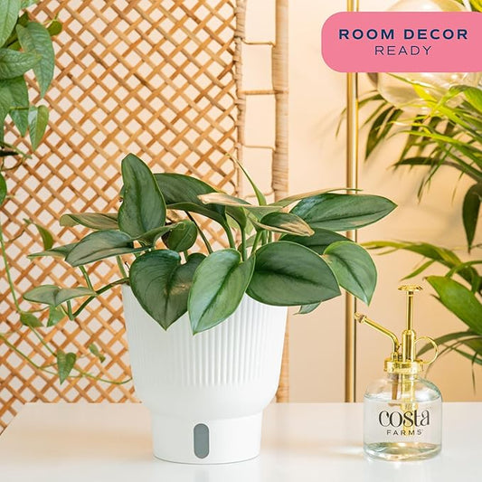 Costa Farms Live Indoor Trending Tropicals Sterling Silver Plant 15-Inches Tall, White Décor Pot