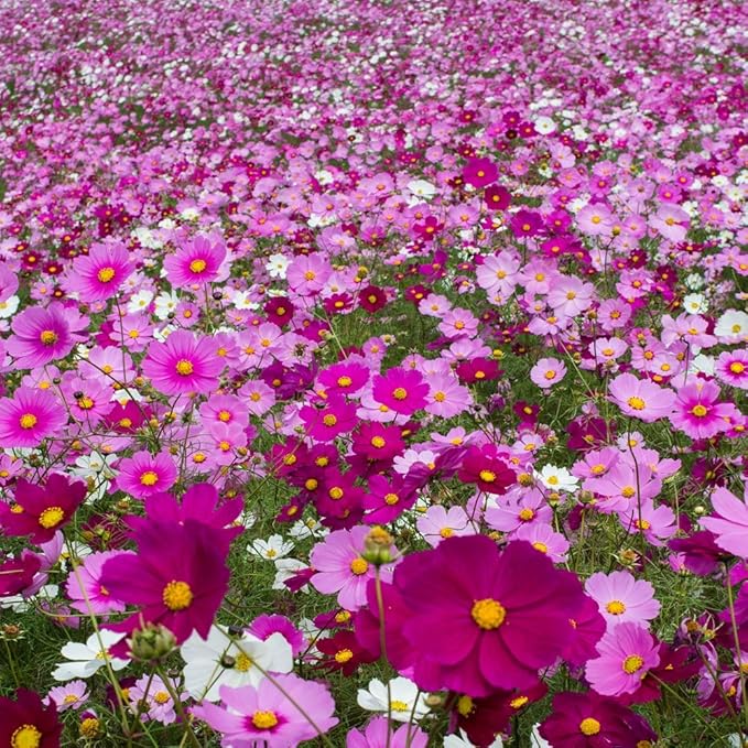 Outsidepride Sensation Mix Cosmos Bipannatus Seeds - 1 lb. Annual, Drought-Tolerant, Self-Sowing, Mixed Flower Seeds for Planting Outdoors, Easy-Grow Pollinator Garden & Cut Flowers (AAS Winner)