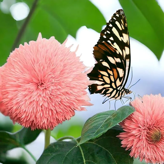 50pcs Pink Pooh Sunflower Seeds - Unique Pink Blooms, Non-GMO, Heirloom, Organic - Ideal for Zones 5-10