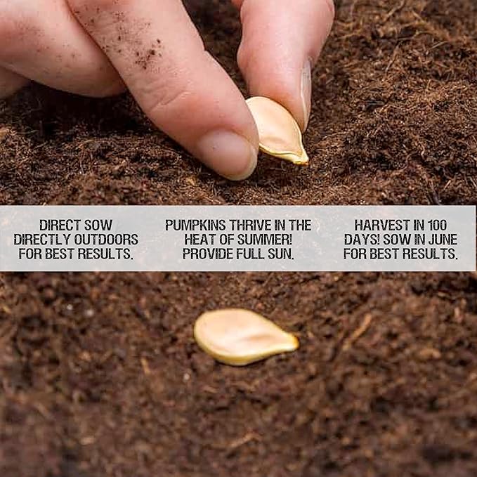 Seed Needs Pumpkin Seeds for Planting Blue Jarrahdale Pumpkins - Non-GMO Heirloom & Untreated Cucurbita Maxima Seed to Plant an Outdoor Home Grown Vegetable Garden (1 Pack)