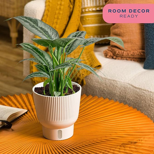 Costa Farms Silver Indukan Live Plant, Rare Unique Live Indoor Plant in 6-Inch Self-Watering Houseplant Pot, Potting Soil, Trending Tropicals Collection, Room and Home Decor