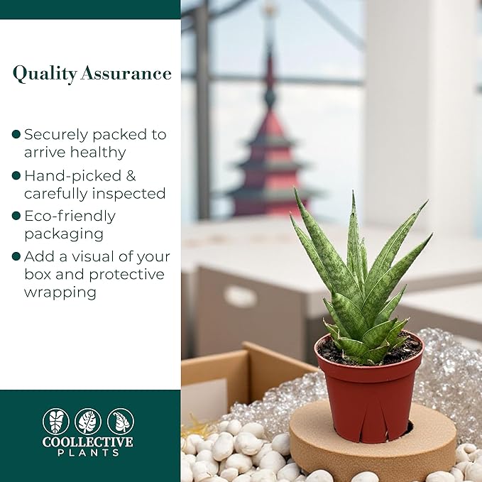 CoollectivePlants Sansevieria Pagoda Green – Live Snake Plant in 4" Growers Pot - Layered Foliage, Easy Care Indoor Houseplant