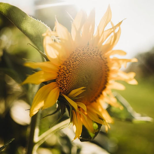 Peredovik Sunflower - 50 Seeds - Pollinator-Friendly, Attracts Birds, Bees & Butterflies, Non-GMO Russian Sunflower Seeds for Planting Outdoors in The Home Garden, Thresh Seed Company