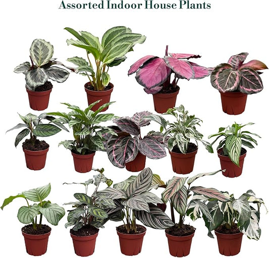 CoollectivePlants Calathea Plant Live in 4″ Nursery Pot – Assorted Indoor House Plants, Easy Care Indoor Plants, Starter Plant for Beginners (4-Pack)