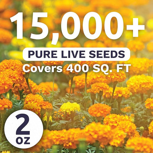 Marigold French Petite - Bulk 2 Ounce Pouch - 15,000 Flower Seeds for Planting - Tagetes patula