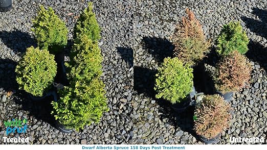 Wilt-Pruf® Transplant Support Spray | Reduces Transplant Shock and Moisture Loss | Organic Plant Protector (32 oz)