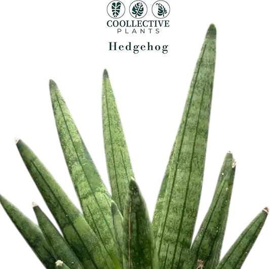 CoollectivePlants Sansevieria Hedgehog – Live Snake Plant in 4" Growers Pot - Compact Spiky Foliage, Easy Care Indoor Houseplant