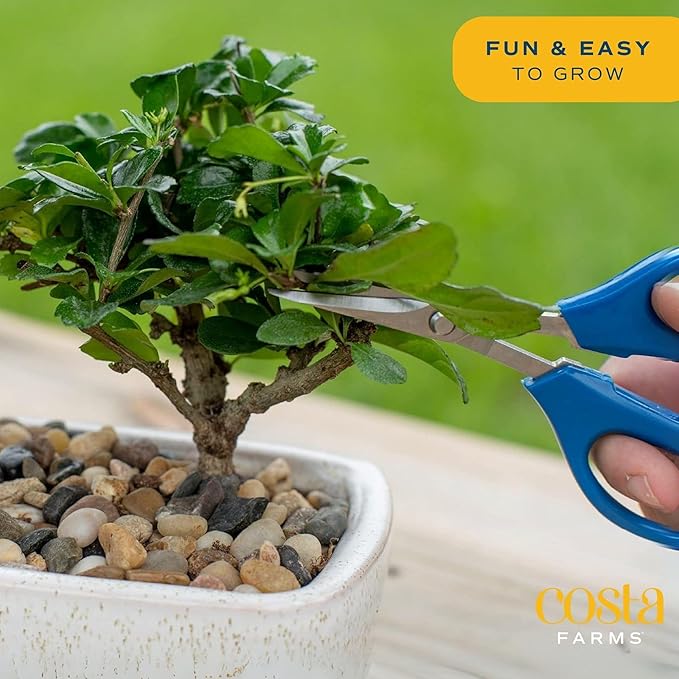 Costa Farms DIY Live Bonsai Tree Kit - Includes Bonsai Tools, Potting Soil Mix, Plant Pot - 10-Inches Tall