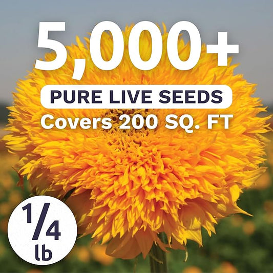 Dwarf Teddy Bear (Sungold) Sunflower - Bulk 1/4 Pound Pouch - 5,000 Flower Seeds for Planting - Helianthus annuus